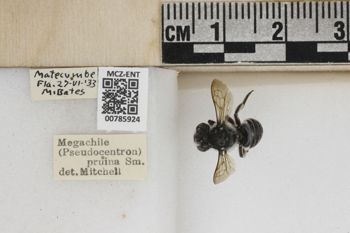 Media type: image;   Entomology 785924 Aspect: Labels